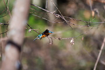 餌を捕らえるために池に飛び込む可愛いカワセミ（カワセミ科） 英名学名：Kingfisher (Alcedo atthis) 埼玉県北本市、北本自然観察公園 2025 