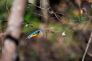 餌を捕らえるために池に飛び込む可愛いカワセミ（カワセミ科） 英名学名：Kingfisher (Alcedo atthis) 埼玉県北本市、北本自然観察公園 2025 