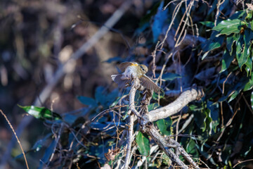 Fototapeta premium 羽ばたいて飛び出す幸せの青い鳥、可愛いルリビタキ（ヒタキ科） 英名学名：Red flanked Bluetail (Tarsiger cyanurus) 埼玉県北本市、北本自然観察公園 2024 