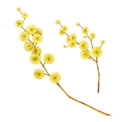 Golden wattle blooming yellow flowers on white background. Watercolor vintage style illustration. Hand drawn mimosa plant blossoms. Golden wattle Australia native plant elements