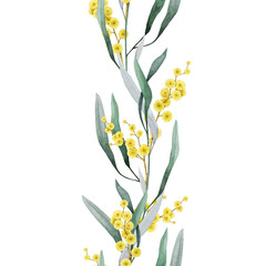 Golden wattle flowers seamless border decor element watercolor illustration. Acacia pycnantha Australia national floral emblem. Golden wattle Australia native plant decoration on white background