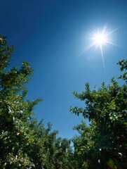 Fototapeta premium Bright Sunlit Apple Orchard Under a Clear Blue Sky Showing Lush Green Trees in a Vibrant Growing Season