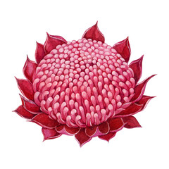 Waratah red flower element watercolor botanical illustration. Waratah flower Australian native wildflower. Hand drawn telopea blossom isolated on white background