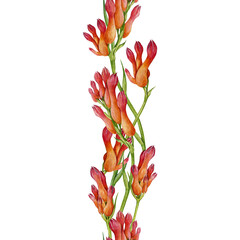 Kangaroo paw plant seamless border flower decor element. Watercolor vintage style hand drawn illustration. Anigozanthos Australia native wildflower. Kangaroo paw floral decoration on white background