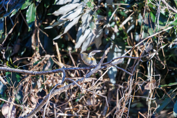羽ばたいて飛び出す幸せの青い鳥、可愛いルリビタキ（ヒタキ科） 英名学名：Red flanked Bluetail (Tarsiger cyanurus) 埼玉県北本市、北本自然観察公園 2024 