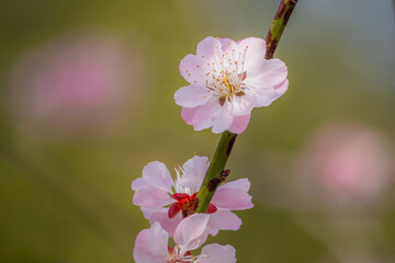 Plum blossoms herald the arrival of spring