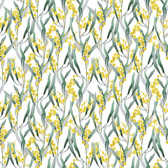 Golden wattle blooming branches with flowers and leaves seamless pattern decor element. Australian native plant watercolor illustration. Golden wattle pattern elegant decoration on white background