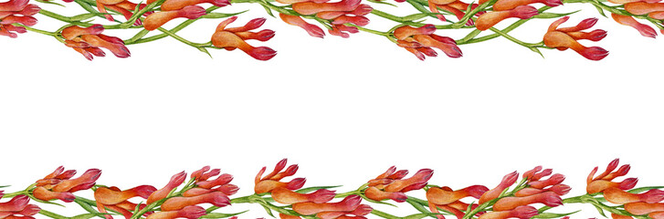 Kangaroo paw plant seamless border flower decor element. Watercolor vintage style illustration. Hand drawn Anigozanthos Australia native wildflower. Kangaroo paw floral decor on white background