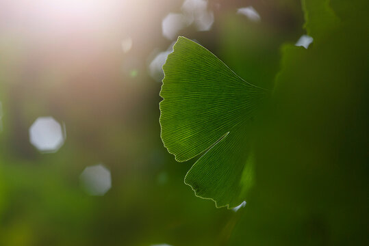 Fototapeta Ginkgo  biloba