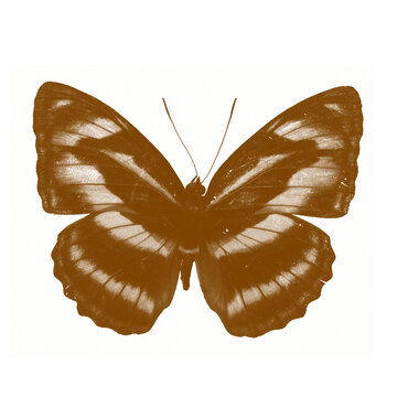 brown butterfly with white stripes clip art preview