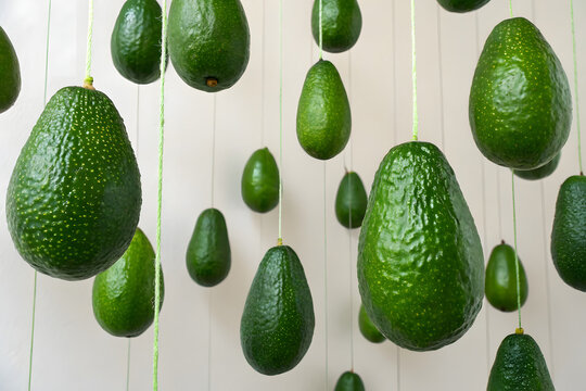 Suspended avocados: a close-up of green fruit hanging against a white background
