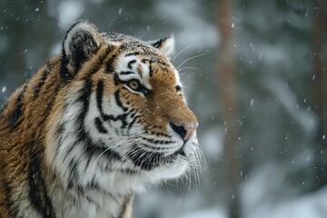Siberian Tiger in Snowy Forest: Majestic and Powerful