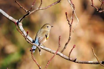 羽ばたいて飛び出す幸せの青い鳥、可愛いルリビタキ（ヒタキ科） 英名学名：Red flanked Bluetail (Tarsiger cyanurus) 埼玉県北本市、北本自然観察公園 2024 
