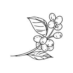 fresh coffee cherries and foliage