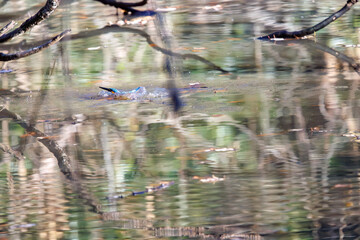 餌を捕らえるために池に飛び込む可愛いカワセミ（カワセミ科）
英名学名：Kingfisher (Alcedo atthis) 
埼玉県北本市、北本自然観察公園 2025
