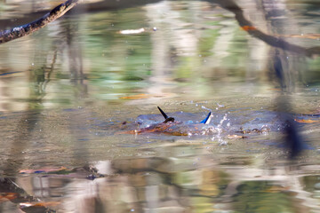 餌を捕らえるために池に飛び込む可愛いカワセミ（カワセミ科）
英名学名：Kingfisher (Alcedo atthis) 
埼玉県北本市、北本自然観察公園 2025
