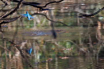 餌を捕らえるために池に飛び込む可愛いカワセミ（カワセミ科）
英名学名：Kingfisher (Alcedo atthis) 
埼玉県北本市、北本自然観察公園 2025
