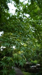 Obraz premium もみじ