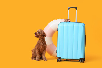 Cute Toy Poodle with suitcase and inflatable ring on yellow background