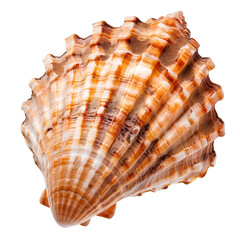 Close-up of a ribbed, patterned seashell