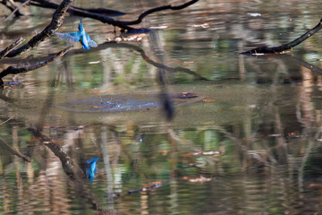 餌を捕らえるために池に飛び込む可愛いカワセミ（カワセミ科）
英名学名：Kingfisher (Alcedo atthis) 
埼玉県北本市、北本自然観察公園 2025
