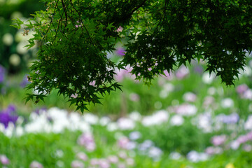 Fototapeta premium 花菖蒲と若葉