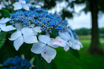 水辺の紫陽花