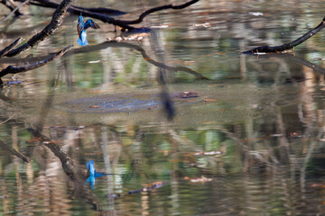 餌を捕らえるために池に飛び込む可愛いカワセミ（カワセミ科）
英名学名：Kingfisher (Alcedo atthis) 
埼玉県北本市、北本自然観察公園 2025
