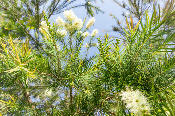 tea tree or Melaleuca alternifolia under sun light
