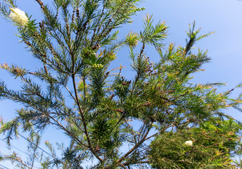 Narrow-leaved paperbark tea tree (Melaleuca alternifolia)