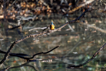 餌を捕らえるために池に飛び込む可愛いカワセミ（カワセミ科）
英名学名：Kingfisher (Alcedo atthis) 
埼玉県北本市、北本自然観察公園 2025
