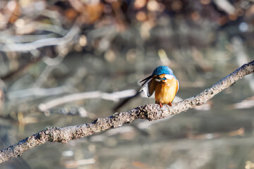 餌を捕らえるために池に飛び込む可愛いカワセミ（カワセミ科）
英名学名：Kingfisher (Alcedo atthis) 
埼玉県北本市、北本自然観察公園 2025
