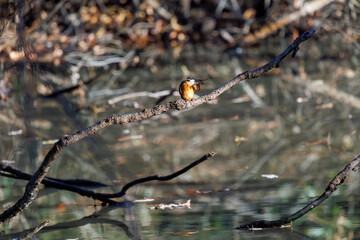 餌を捕らえるために池に飛び込む可愛いカワセミ（カワセミ科）
英名学名：Kingfisher (Alcedo atthis) 
埼玉県北本市、北本自然観察公園 2025
