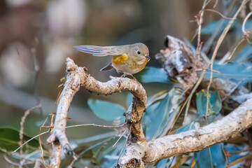 羽ばたいて飛び出す幸せの青い鳥、可愛いルリビタキ（ヒタキ科）
英名学名：Red flanked Bluetail (Tarsiger cyanurus)
埼玉県北本市、北本自然観察公園    2024
