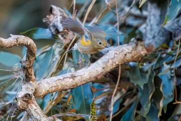 羽ばたいて飛び出す幸せの青い鳥、可愛いルリビタキ（ヒタキ科）
英名学名：Red flanked Bluetail (Tarsiger cyanurus)
埼玉県北本市、北本自然観察公園    2024
