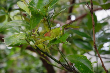 Grasshopper on a leaf