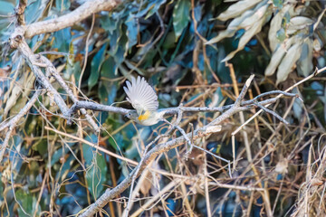 羽ばたいて飛び出す幸せの青い鳥、可愛いルリビタキ（ヒタキ科）
英名学名：Red flanked Bluetail (Tarsiger cyanurus)
埼玉県北本市、北本自然観察公園    2024
