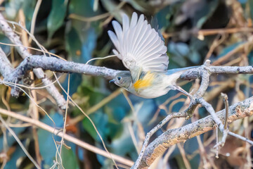 羽ばたいて飛び出す幸せの青い鳥、可愛いルリビタキ（ヒタキ科）
英名学名：Red flanked Bluetail (Tarsiger cyanurus)
埼玉県北本市、北本自然観察公園    2024
