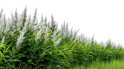 Lush Green Grass with Delicate Flowering Stems Illustrating Nature's Beauty