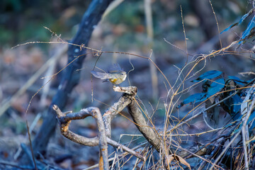 羽ばたいて飛び出す幸せの青い鳥、可愛いルリビタキ（ヒタキ科）
英名学名：Red flanked Bluetail (Tarsiger cyanurus)
埼玉県北本市、北本自然観察公園    2024
