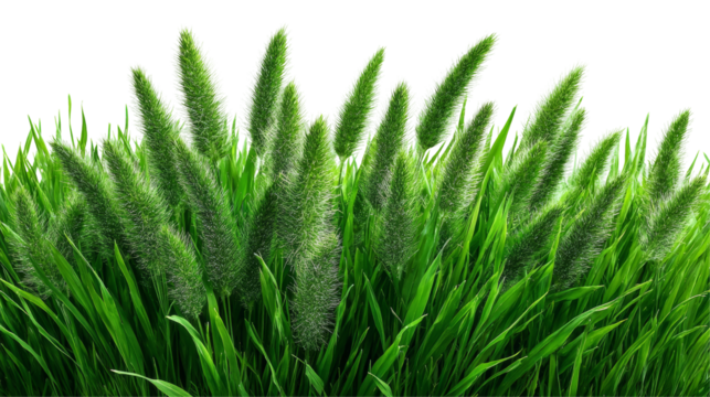 Lush Green Grass with Delicate Flowering Stems Captured in a Vibrant Natural Scene