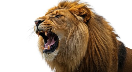 Roaring lion portrait exhibiting dominance and power against a plain backdrop evoking animalistic