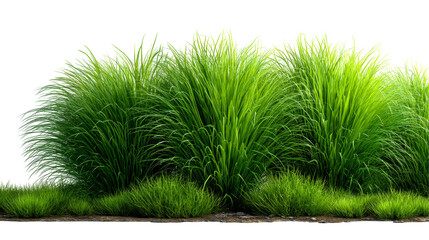 Lush Green Grass with Delicate Flowering Stems in a Natural Setting