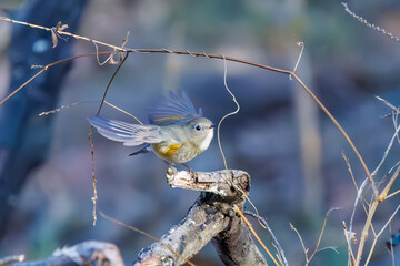 羽ばたいて飛び出す幸せの青い鳥、可愛いルリビタキ（ヒタキ科）
英名学名：Red flanked Bluetail (Tarsiger cyanurus)
埼玉県北本市、北本自然観察公園    2024

