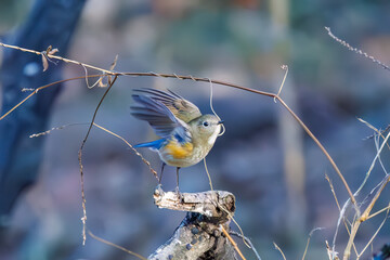 羽ばたいて飛び出す幸せの青い鳥、可愛いルリビタキ（ヒタキ科）
英名学名：Red flanked Bluetail (Tarsiger cyanurus)
埼玉県北本市、北本自然観察公園    2024
