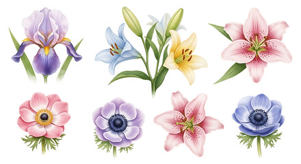 Colorful Lilies and Anemone Flowers Set on Transparent Background