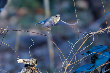 羽ばたいて飛び出す幸せの青い鳥、可愛いルリビタキ（ヒタキ科）
英名学名：Red flanked Bluetail (Tarsiger cyanurus)
埼玉県北本市、北本自然観察公園    2024
