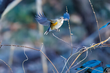 羽ばたいて飛び出す幸せの青い鳥、可愛いルリビタキ（ヒタキ科）
英名学名：Red flanked Bluetail (Tarsiger cyanurus)
埼玉県北本市、北本自然観察公園    2024

