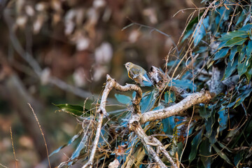 羽ばたいて飛び出す幸せの青い鳥、可愛いルリビタキ（ヒタキ科）
英名学名：Red flanked Bluetail (Tarsiger cyanurus)
埼玉県北本市、北本自然観察公園    2024
