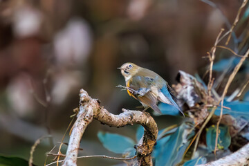 羽ばたいて飛び出す幸せの青い鳥、可愛いルリビタキ（ヒタキ科）
英名学名：Red flanked Bluetail (Tarsiger cyanurus)
埼玉県北本市、北本自然観察公園    2024
